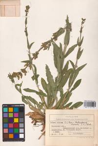 Silene viscosa (L.) Pers., Eastern Europe, Central forest-and-steppe region (E6) (Russia)
