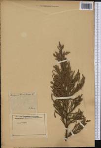 Juniperus bermudiana L., America (AMER) (Not classified)