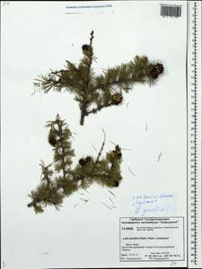 Larix gmelinii var. gmelinii, Siberia, Central Siberia (S3) (Russia)
