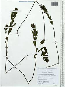 Scutellaria galericulata L., Eastern Europe, Central forest-and-steppe region (E6) (Russia)