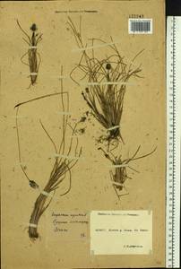 Eriophorum vaginatum L., Siberia, Yakutia (S5) (Russia)