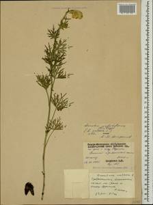 Aconitum confertiflorum (DC.) Gáyer, Caucasus, North Ossetia, Ingushetia & Chechnya (K1c) (Russia)