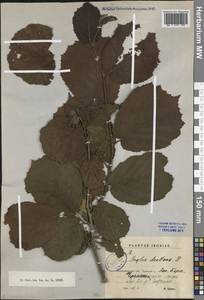 Corylus avellana L., Eastern Europe, North-Western region (E2) (Russia)