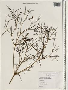 Scrophulariaceae, South Asia, South Asia (Asia outside ex-Soviet states and Mongolia) (ASIA) (Vietnam)