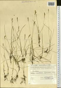 Anthoxanthum arcticum Veldkamp, Siberia, Chukotka & Kamchatka (S7) (Russia)