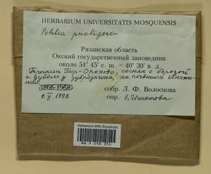 Pohlia proligera (Kindb. ex Breidl.) Lindb. ex Arnell, Bryophytes, Bryophytes - Middle Russia (B6) (Russia)