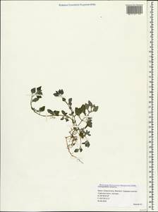 Chenopodium vulvaria L., Crimea (KRYM) (Russia)