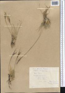 Stipa glareosa P.A.Smirn., Middle Asia, Pamir & Pamiro-Alai (M2) (Tajikistan)