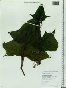 Parasenecio hastatus (L.) H. Koyama, Siberia, Russian Far East (S6) (Russia)