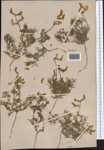 Vicia subvillosa (Ledeb.)Boiss., Middle Asia, Western Tian Shan & Karatau (M3)