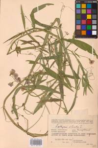 Lathyrus sylvestris L., Eastern Europe, Western region (E3) (Russia)