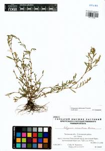 Polygonum sabulosum Vorosch., Siberia, Baikal & Transbaikal region (S4) (Russia)