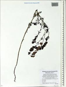 Rhinanthus minor L., Eastern Europe, North-Western region (E2) (Russia)