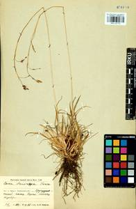 Carex stenocarpa Turcz. ex V.I.Krecz., Siberia, Baikal & Transbaikal region (S4) (Russia)
