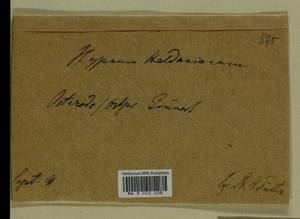 Callicladium haldaneanum (Grev.) H.A. Crum, Bryophytes, Bryophytes - Western Europe (BEu) (Germany)