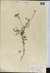 Turgenia latifolia (L.) Hoffm., Middle Asia, Northern & Central Tian Shan (M4) (Kyrgyzstan)