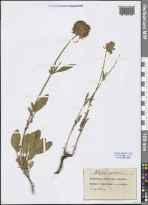 Anthyllis vulneraria L., Eastern Europe, Central forest-and-steppe region (E6) (Russia)
