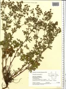 Potentilla intermedia L., Eastern Europe, Central region (E4) (Russia)