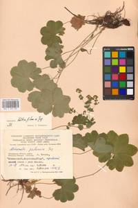 Alchemilla baltica Sam. ex Juz., Eastern Europe, Moscow region (E4a) (Russia)