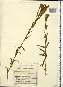 Dianthus caucaseus Sims, Caucasus, Armenia (K5) (Armenia)