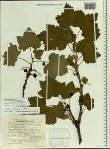Ribes spicatum, Eastern Europe, Northern region (E1) (Russia)