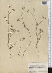 Torilis leptophylla (L.) Rchb. fil., Middle Asia, Pamir & Pamiro-Alai (M2) (Tajikistan)