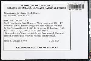 Rosulabryum moravicum (Podp.) Ochyra & Stebel, Bryophytes, Bryophytes - America (BAm) (United States)