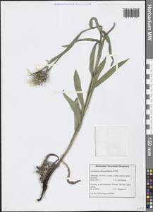 Centaurea cheiranthifolia Willd., Caucasus, Armenia (K5) (Armenia)