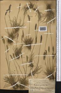 Koeleria pyramidata (Lam.) P.Beauv., Middle Asia, Western Tian Shan & Karatau (M3) (Kazakhstan)