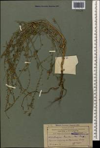 Heliotropium szovitsii (Stev.) Stschegl., Caucasus, Armenia (K5) (Armenia)