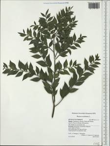 Ruscus aculeatus L., Western Europe (EUR) (Spain)