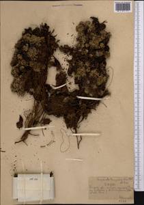 Potentilla tetrandra (Bunge) Bunge ex Hook. fil., Middle Asia, Northern & Central Tian Shan (M4) (Kazakhstan)