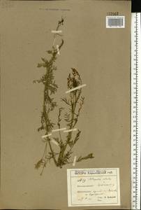 Astragalus sulcatus L., Eastern Europe, North Ukrainian region (E11) (Ukraine)