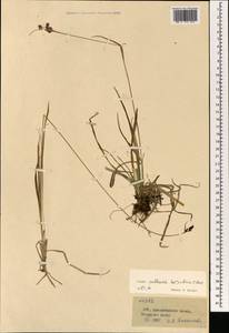 Luzula pallescens Sw., Mongolia (MONG) (Mongolia)