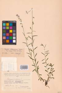 Polygala vulgaris L., Eastern Europe, Western region (E3) (Russia)