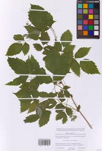 Rubus idaeus L., Eastern Europe, Moscow region (E4a) (Russia)