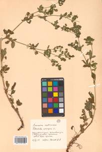 Potentilla norvegica L., Siberia, Russian Far East (S6) (Russia)