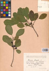 Frangula alnus Mill., Eastern Europe, Moscow region (E4a) (Russia)