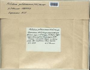 Ptilidium pulcherrimum (Weber) Vain., Bryophytes, Bryophytes - Karelia, Leningrad & Murmansk Oblasts (B4) (Russia)