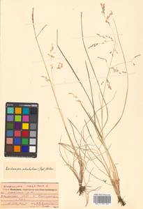 Deschampsia cespitosa subsp. cespitosa, Siberia, Russian Far East (S6) (Russia)