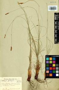 Carex macroprophylla (Y.C.Yang) S.R.Zhang, Siberia, Baikal & Transbaikal region (S4) (Russia)