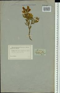 Thermopsis lanceolata R.Br., Siberia, Altai & Sayany Mountains (S2) (Russia)