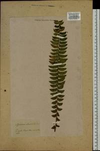 Polystichum lonchitis (L.) Roth, Siberia, Baikal & Transbaikal region (S4) (Russia)