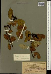 Hedlundia armeniaca (Hedl.) Mezhenskyj, Caucasus, Azerbaijan (K6) (Azerbaijan)