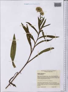 Solidago sempervirens L., America (AMER) (United States)