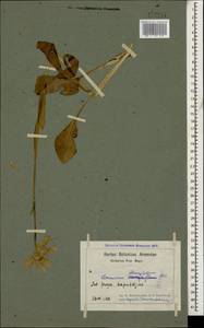 Doronicum oblongifolium A. DC., Caucasus, Armenia (K5) (Armenia)