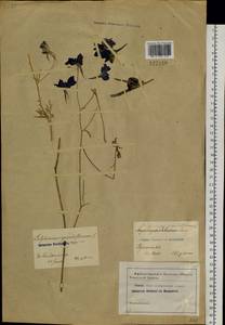 Delphinium grandiflorum L., Siberia, Baikal & Transbaikal region (S4) (Russia)