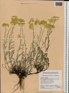 Helichrysum arenarium (L.) Moench, Eastern Europe, Lower Volga region (E9) (Russia)