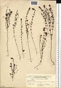 Euphrasia maximowiczii Wettst. ex Palibin, Siberia, Russian Far East (S6) (Russia)
