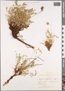 Oxytropis recognita Bunge, Siberia, Altai & Sayany Mountains (S2) (Russia)